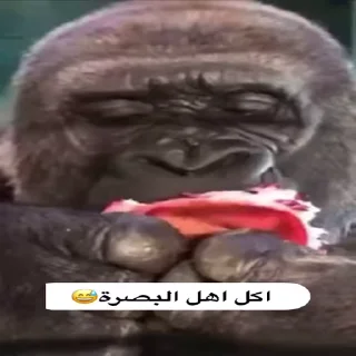 Video sticker 😅 اهل البصره 😅☝🏻