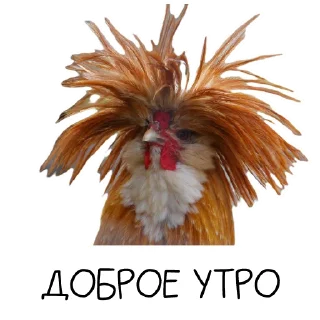 Sticker 🐓 Окурительные стикеры (@dobrayalenta)