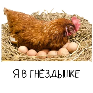 Sticker 🐓 Окурительные стикеры (@dobrayalenta)