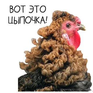 Sticker 🐓 Окурительные стикеры (@dobrayalenta)