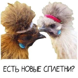 Video sticker 🐓 Окурительные стикеры (@dobrayalenta)