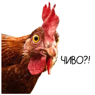 Sticker 🐓 Окурительные стикеры (@dobrayalenta)