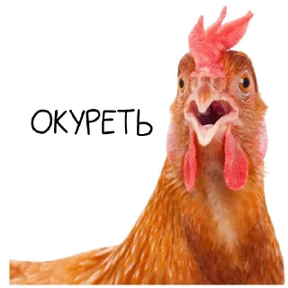 Sticker 🐓 Окурительные стикеры (@dobrayalenta)