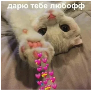 Sticker 🥰 котЕки by @fStikBot