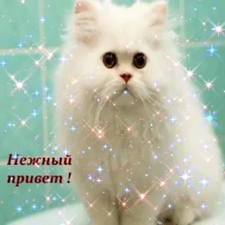 Video sticker 👋 Открытки из одноклассников