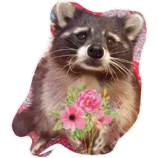 Sticker 🌸 Habēmus Raccoon