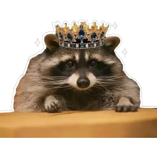 Video sticker 👑 Habēmus Raccoon