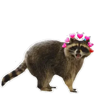 Sticker 💕 Habēmus Raccoon