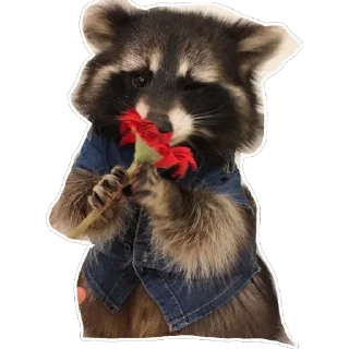 Sticker 🌷 Habēmus Raccoon