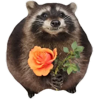 Sticker 🌹 Habēmus Raccoon