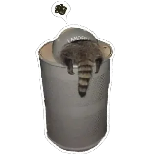 Sticker 🗑 Habēmus Raccoon