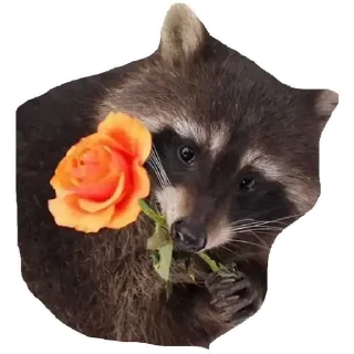 Sticker 🌹 Habēmus Raccoon