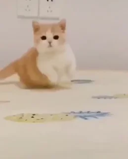 Video sticker 🐈 котики ну