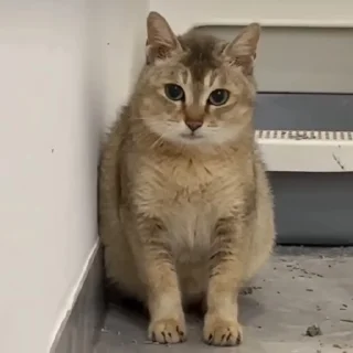 Video sticker 🐾 Мемо котяки @stikery18x