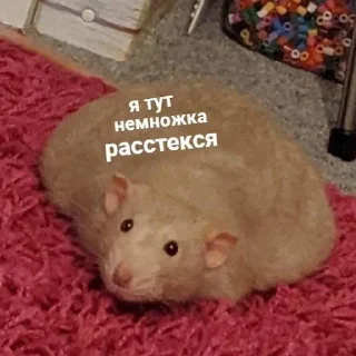 Sticker 🥺 пушистые мемы