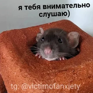 Sticker 👂 пушистые мемы