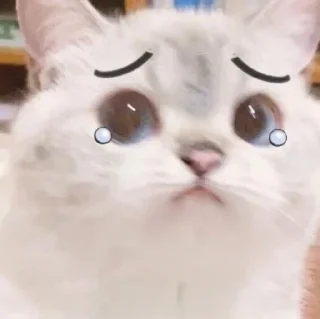 Video sticker 😢 Боначу Пак :: @fStikBot