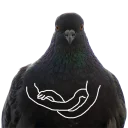 Sticker 😎 Pigeons with hands