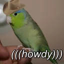 Video sticker 🤠 Birbs