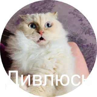 Video sticker 😳 Кинкиса @animalstick