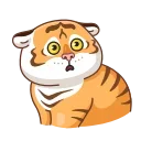 Video sticker 😨 Grumpy Tiger