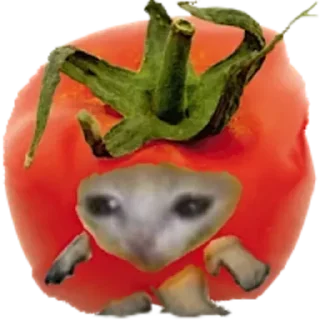 Sticker 🍅 котики жмыхотики