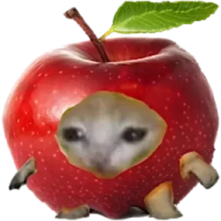 Video sticker 🍎 котики жмыхотики