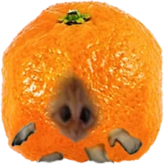 Sticker 🍊 котики жмыхотики