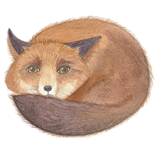 Sticker 🦊 Ника Кот