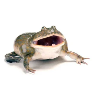 Sticker 🐸 Жабы мои жабы