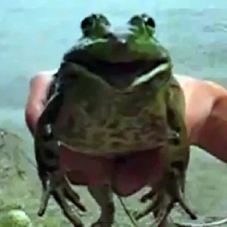 Sticker 🐸 Жабы мои жабы