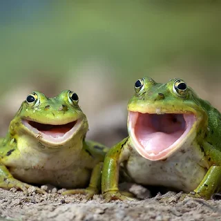 Video sticker 🐸 Жабы мои жабы
