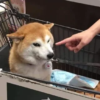 Sticker 🚫 Shopping Cart Shiba