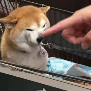 Sticker 🚫 Shopping Cart Shiba