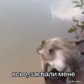 Video sticker 🤬 Вкрав другу мавпу