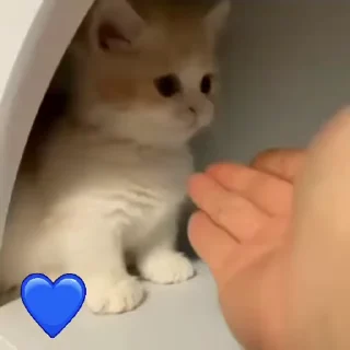 Video sticker 😻 🔵◕̣̤⇡̶░𝅦⃟⇡̶ |̶̶̶𖡬💙᭄ꦿ 𝓐ۣ͙͙͙͙͙͙͙͈ͣռʝɪ꯭̻̻̻̻̻̻̩̬ྂ͞ռʜ꯭͞օـؒؔ💙᭄ꦿ◕̣̤🔵◕̣̤