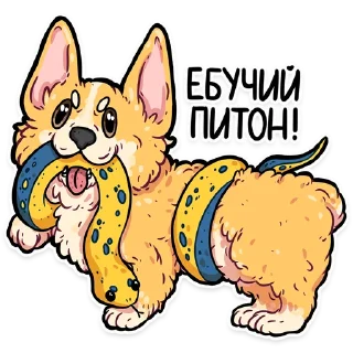 Sticker 🐍 корги кодеры (@kotypic)