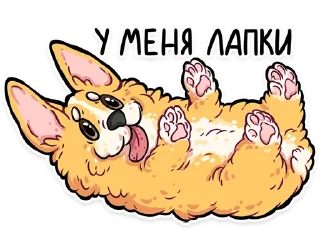 Video sticker 🐾 корги кодеры (@kotypic)