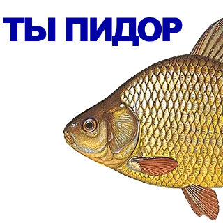 Sticker 🐠 КАРАСЬ