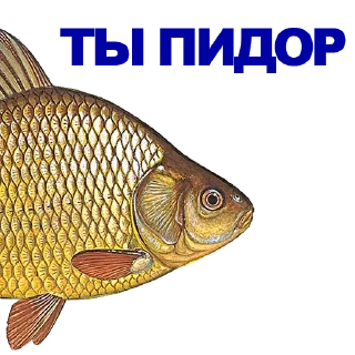 Sticker 🐠 КАРАСЬ