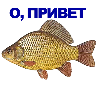 Sticker 🐠 КАРАСЬ