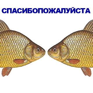 Sticker 🐠 КАРАСЬ