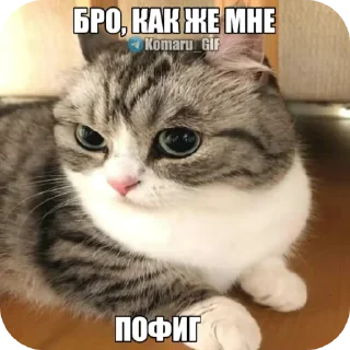 Sticker 🐱 Ваш сладкий дантела:3