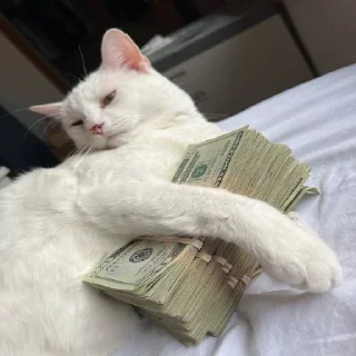 Sticker 💸 Equicats