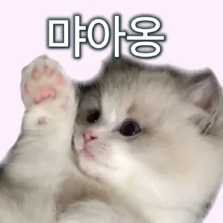 Sticker 😂 야옹! 나는 좆냥이!