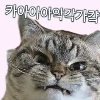 Video sticker 🤬 야옹! 나는 좆냥이!