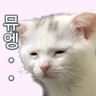 Video sticker 🥲 야옹! 나는 좆냥이!