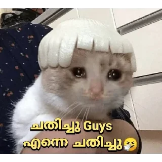 Sticker 🥺 Cat Malayalam @sticker_pack_channel — @stckrRobot