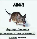 Sticker 🐭 спайс по вене дед весь в пене