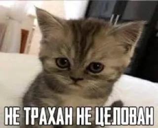 Sticker 🐱 ебать спасибо нахуй :: @fStikBot